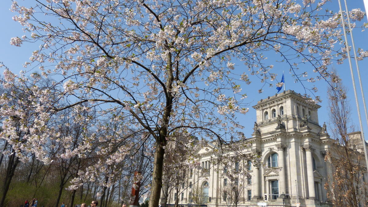  Das Reichstagsgebäude, Südseite.; Baumblüte, Frühling,