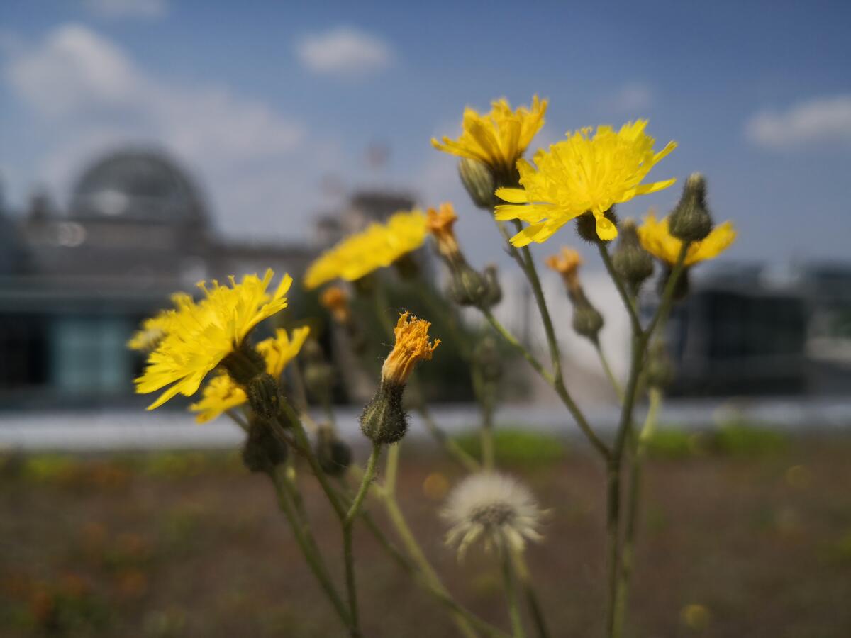 Blumen an einem sommerlichen Nachmittag mit der Reichstagskuppel im Hintergrund Blumen an einem sommerlichen Nachmittag mit der Reichstagskuppel im Hintergrund