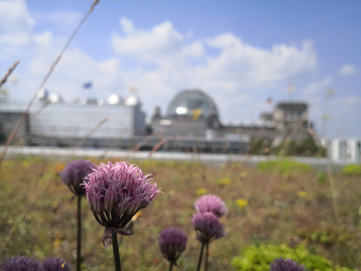 Blumen an einem sommerlichen Nachmittag mit der Reichstagskuppel im Hintergrund Blumen an einem sommerlichen Nachmittag mit der Reichstagskuppel im Hintergrund