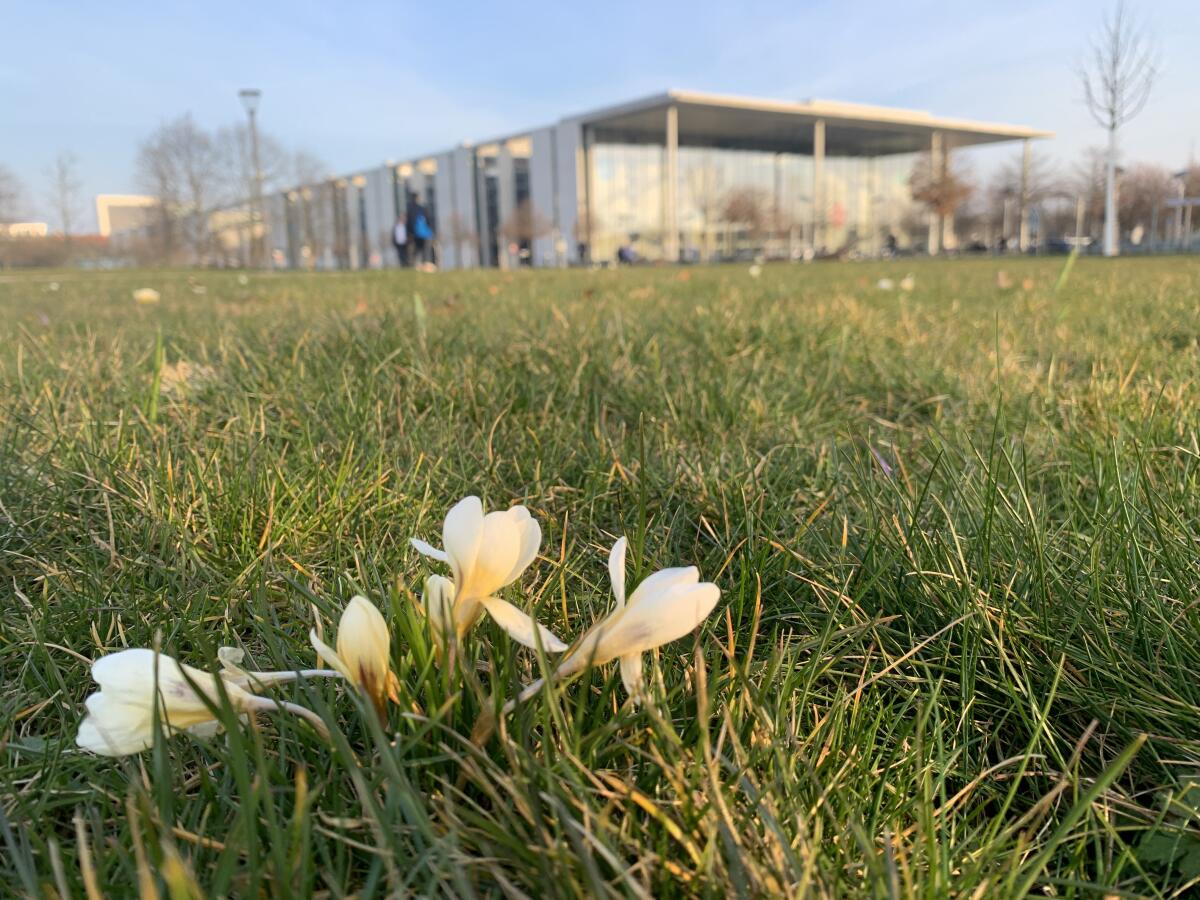 An einem Frühlingstag recken sich auf einer Wiese Krokusse der Sonne entgegen, während im Hintergrund das Paul-Löbe Haus zu sehen ist An einem Frühlingstag recken sich auf einer Wiese Krokusse der Sonne entgegen, während im Hintergrund das Paul-Löbe Haus zu sehen ist